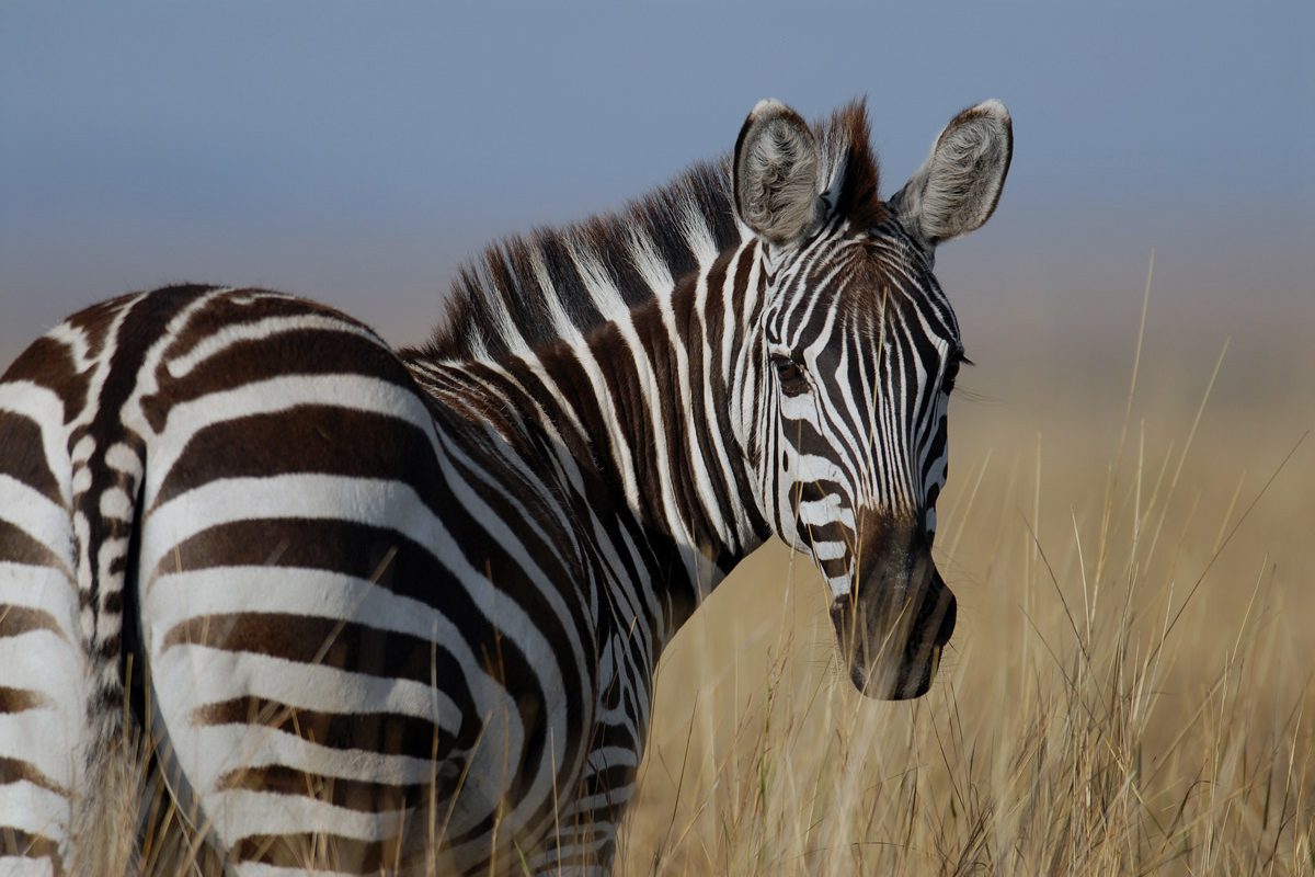 Lake Nakuru National Park